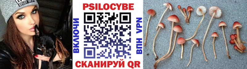 блэк спрут tor Асино Псилоцибиновые грибы Cubensis