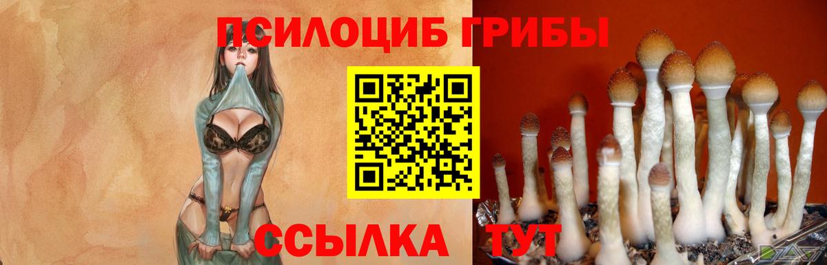 Асино  Псилоцибиновые грибы мицелий  Вход с VPN 